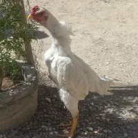 خروس لاری