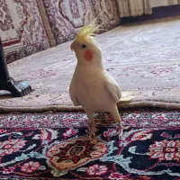 عروس هلندی لوتینو