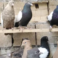 کبوتر رنگی|پرنده|بیستون, |دیوار