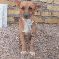 سگپاپی عشق آبادی نر|سگ|تایباد, |دیوار