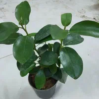 گل کلانکوئه.سینگینیوم.سانس بلک گلد.