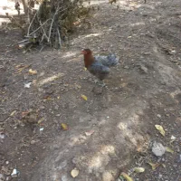 مرغ کرچک