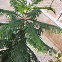 کاج مطبق (آروکاریا)