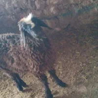 بره فروشی|حیوانات مزرعه|مسجد سلیمان, |دیوار