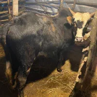 گاو نر|حیوانات مزرعه|اطاقور, |دیوار