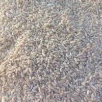 گندم بردسیر برای پخت نان