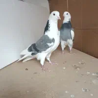 کبوتر پرشی زیبا|پرنده|تهران, ائمه اطهار|دیوار