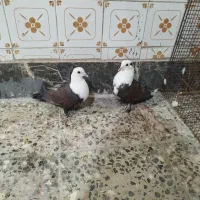 کفترمخمل کله سفید