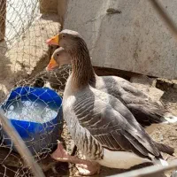فروش 3 عدد غاز خاکستری نژاد اوکراینی