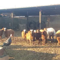 میش جوان چاق بزغاله|حیوانات مزرعه|اسفراین, |دیوار