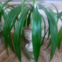 گلدان و گل سوسن و کاج مطبق