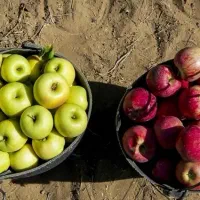 سیب درختی|خوردنی و آشامیدنی|شاهین‌شهر, برخوار غرب|دیوار