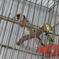 سهره|پرنده|تهران, ایوانک|دیوار