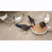 اردک روسی نر