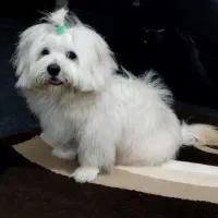 شیتزو مالتیز کراس (عروسکی )