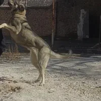 سگ پژدر ماده