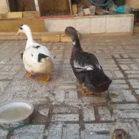 دو عدد اردک‌ ۴ ماهه