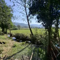 4700کتر خانه محوطه شالیزار سند تک برگ گیلان