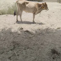 سه عدد گاو ماده