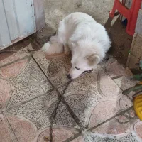 واگذاری رایگان سگ