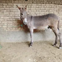 الاغ نر جوان یک سال