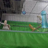 دوجفت قناری استثنایی