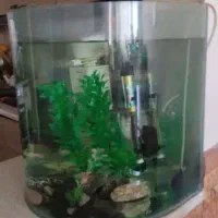 آکواریوم شرکتی|ماهی|همدان, |دیوار