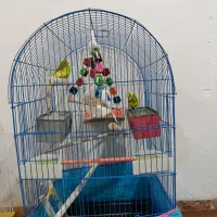 قفس و مرغ عشق