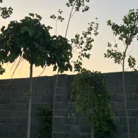 ۳۰۰ متر باغچه داخل بافت سند تک برگ جواز ساخت|فروش زمین و ملک کلنگی|هشتگرد, تهران دشت|دیوار