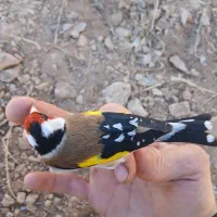 سهره درشت کردستان|پرنده|باوی, |دیوار