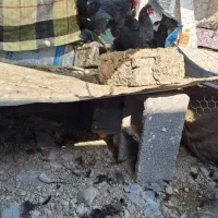 مرغ و خروس محلی|حیوانات مزرعه|خورموج, |دیوار