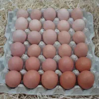 تخم مرغ محلی