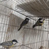 بلدرچین از جوجه تا مولد موجود|پرنده|رشت, علی آباد|دیوار