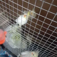 عروس هلندی فوری|پرنده|میناب, |دیوار