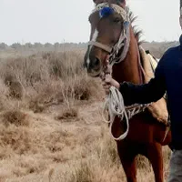 اسب
