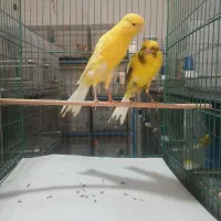 تعدادی قناری بلند رسمی پلاک دار حدود ۲۲جفت|پرنده|قنوات, |دیوار