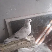 دوعددپرنده پلاکی گرفتنی باضمانت|پرنده|بروجرد, |دیوار