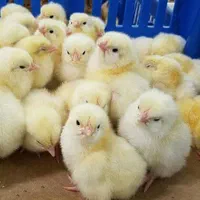 جوجه یک روزه گوشتی راس|حیوانات مزرعه|اصفهان, شهرک صنعتی امیرکبیر|دیوار