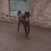 اسب|اسب و تجهیزات اسبسواری|سلماس, |دیوار