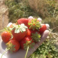 نشا گلدانی توتفرنگی|گل و گیاه طبیعی|شیراز, دانشکده کشاورزی دانشگاه شیراز|دیوار