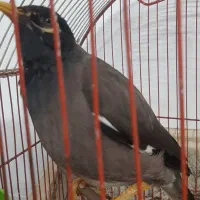 مرغ مینا سخنگو|پرنده|اصفهان, شهرک امام خمینی|دیوار