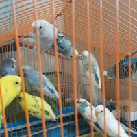 مرغ عشق از بالغ تا جوجه تازه دون خور|پرنده|رشت, دیانتی|دیوار
