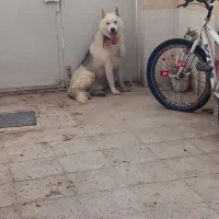 هاسکی نر|سگ|تربت‌حیدریه, حاجی یار‎|دیوار