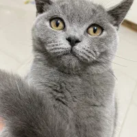 واگذاری گربه اسکاتیش نر