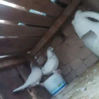 کفتر های پرشی ساعتی