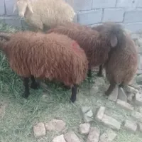۴عدد بره نروماده میانداب بدون لنگه|حیوانات مزرعه|تبریز, |دیوار