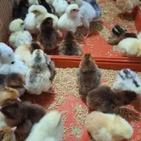 جوجه مرغ تایلندی