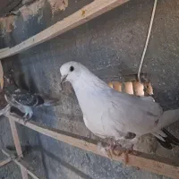 فروش جوجه کفتر