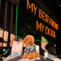 سگ توله پودل توی پودل عروسکی رد و دارک رد اپریکات