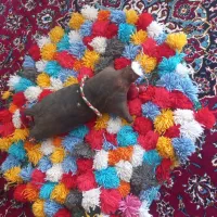 سنتی|صنایع دستی و سایر لوازم تزئینی|لردگان, |دیوار